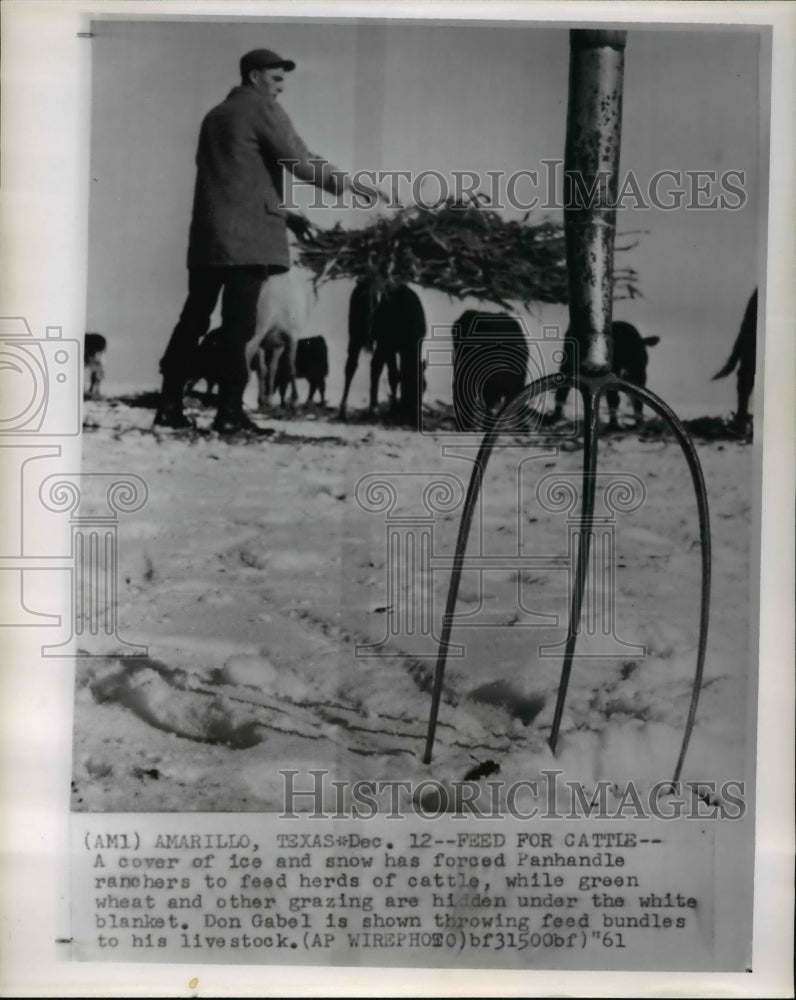 1961 Press Photo Texas Ranchers Supervise Cattle and Herd Feeding on Winter Days-Historic Images