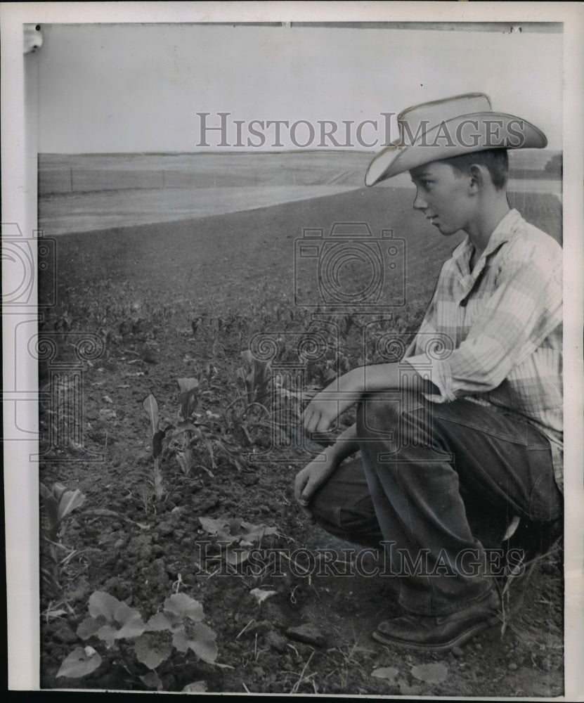 1961 Press Photo Michael Gartner looking at a stunted cornfield on their farm - Historic Images