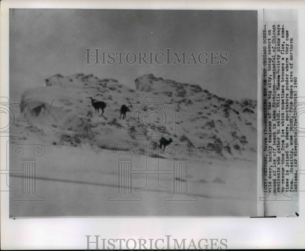1960 Press Photo View of wild deer stuck on ice in Lake Michigan - Historic Images