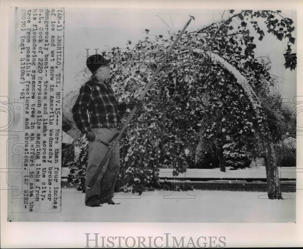 1961 Press Photo Tree in Amarillo Texas Was Damaged by Heavy Snow - cvw21226 - Historic Images