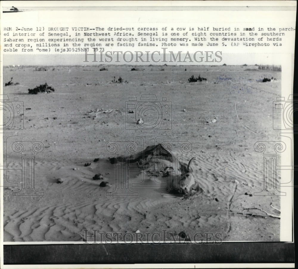 1973 Press Photo Dried carcass of cow is half buried in sand, Senegal, Africa-Historic Images