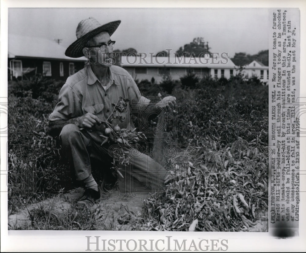 1957 Press Photo New Jersey tomato farmer Harold Hill- check crop drought effect - Historic Images