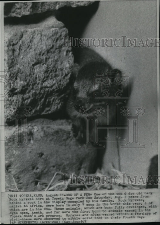 1967 A 6-day old baby Rock Hyraxes born at Topeka Gage Park Zoo - Historic Images