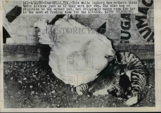 1950 White leghorn hen mothers three kittens in Bells Texas - Historic Images