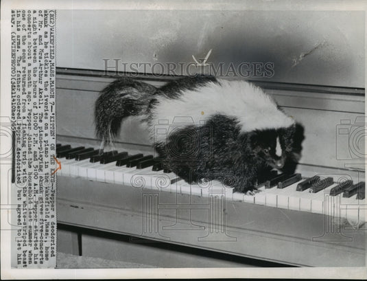 1965 Pepper, a deodorized skunk plays the piano in a Wakefield home - Historic Images