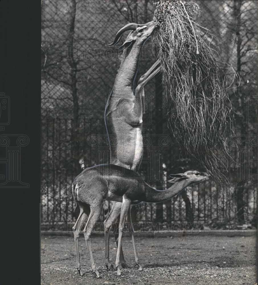 1966 Press Photo Giraffe-Gazelle Frankfurk Zoo Germany - Historic Images
