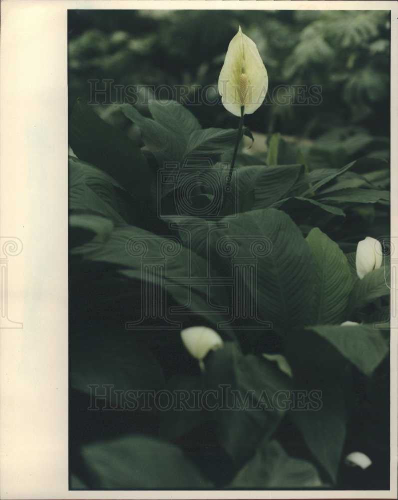 Press Photo Garden &amp; Gardening - Historic Images