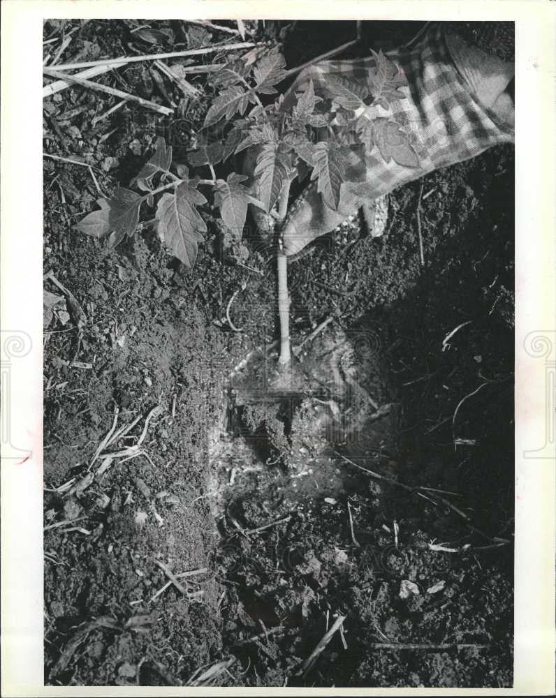 1984 Press Photo Garden Gardening - Historic Images