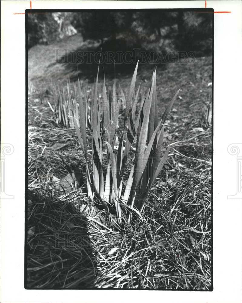 1982 Press Photo garden + gardening - Historic Images