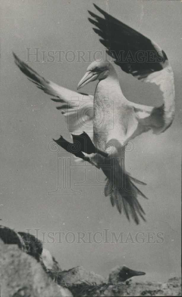 1939 Press Photo Gannets fishing birds - Historic Images