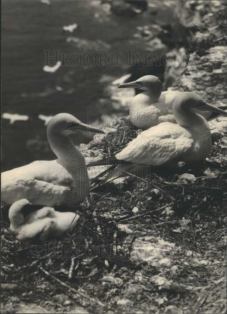 1939 Press Photo Gannet Bird - Historic Images