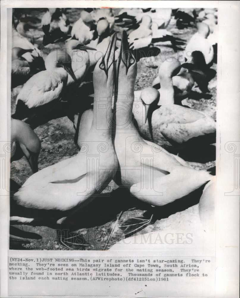 1961 Press Photo Gannets - Historic Images