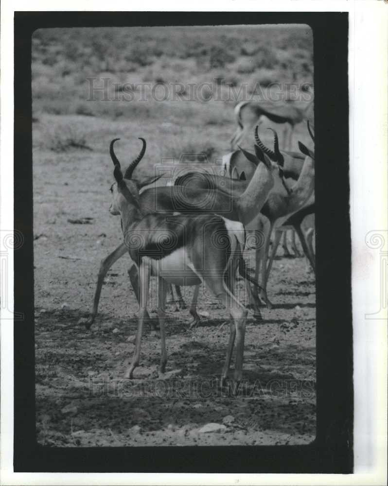 1989 Press Photo South Africa a surprise - Historic Images