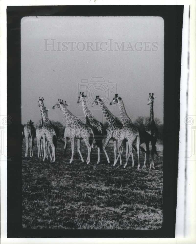 1989 Press Photo africa giraffe springbok game preserve - Historic Images