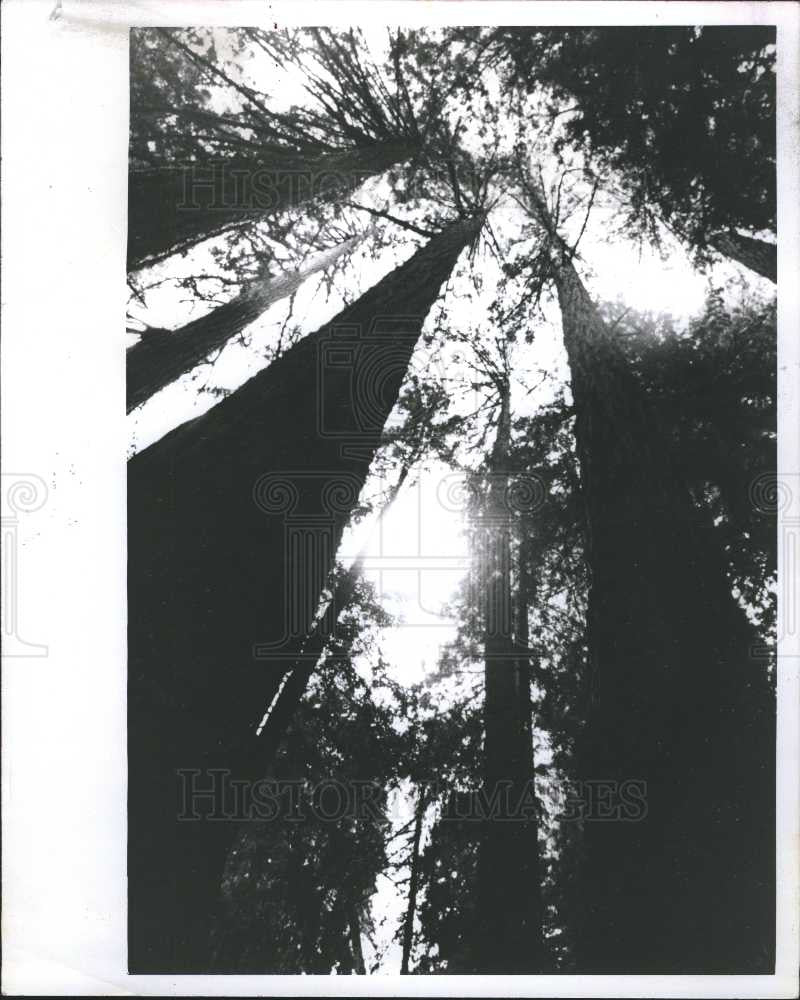1992 Press Photo Forest area trees U.S Forrest service - Historic Images