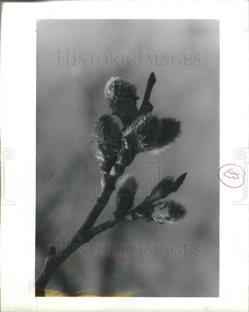 1992 Press Photo Traverse City forest tree - Historic Images
