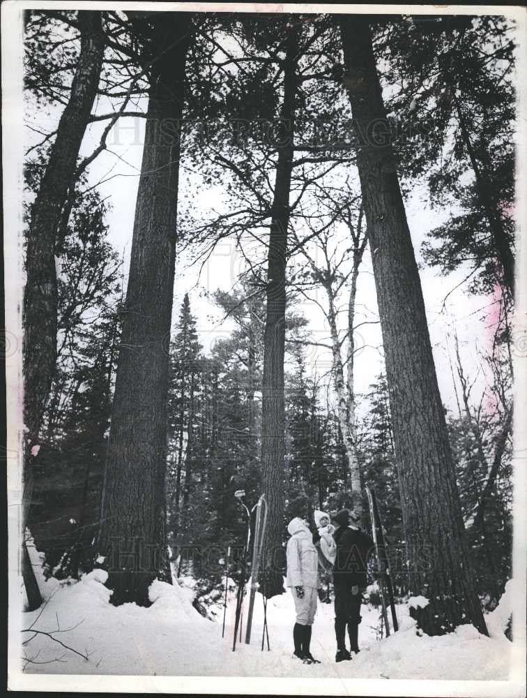 1975 Press Photo Washington forest white pine - Historic Images