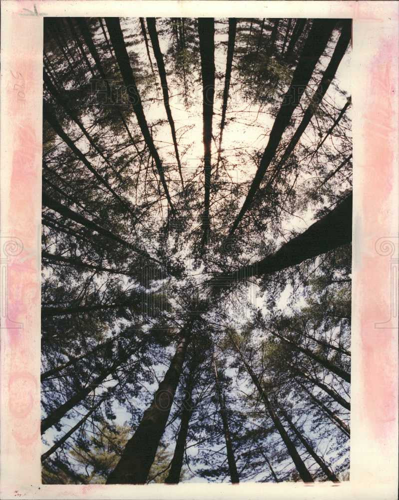 1992 Press Photo white pines forest dizzying effect - Historic Images