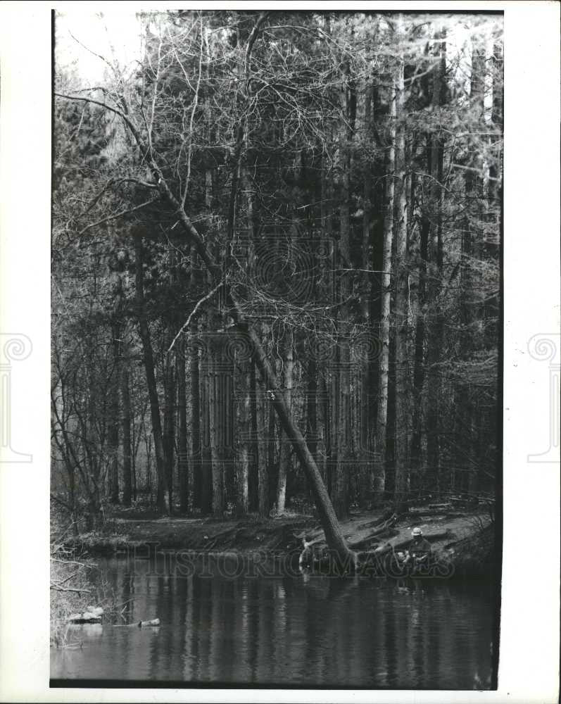 1991 Press Photo fishing lone angler sits pine trees - Historic Images