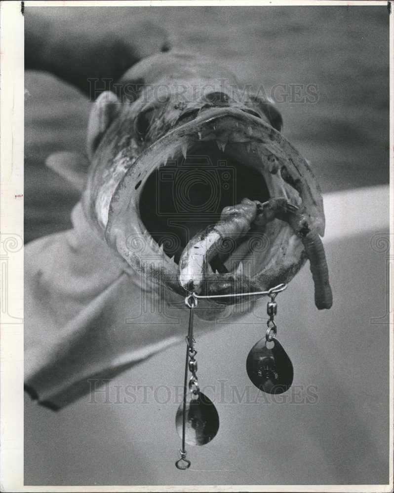 1988 Press Photo Lake Erie walleye - Historic Images