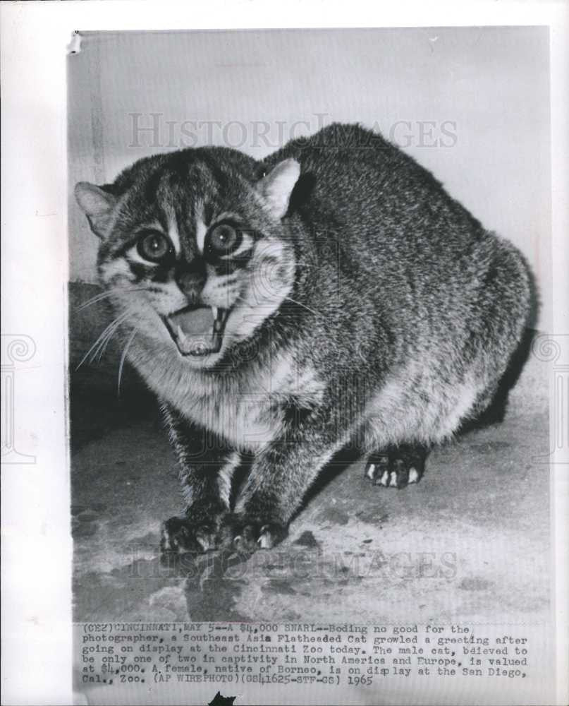 1965 Press Photo Flatheaded Cat Zoo Cincinnati - Historic Images
