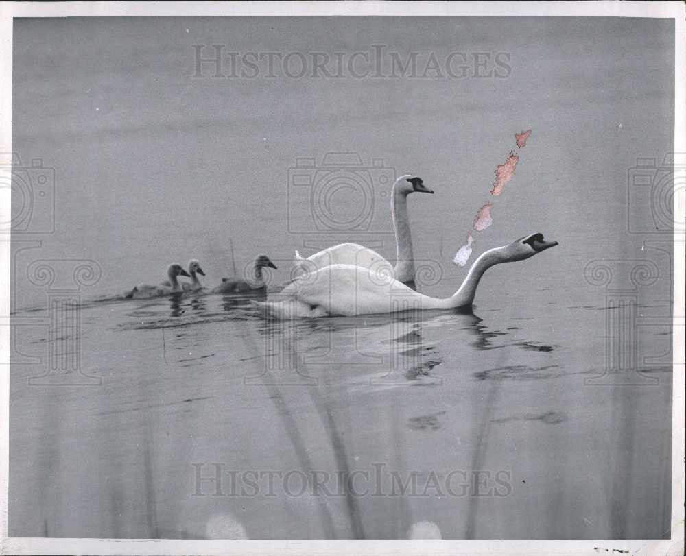 1962 Press Photo Swan bird Duck - Historic Images