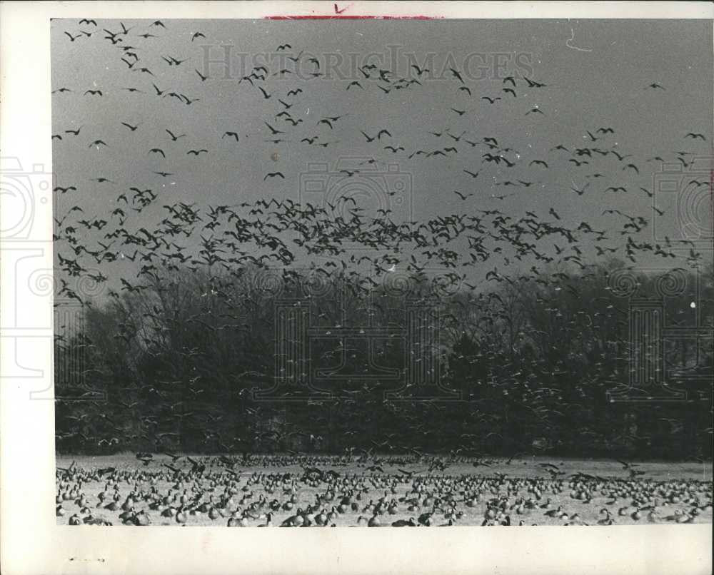 Press Photo Beautiful - Historic Images