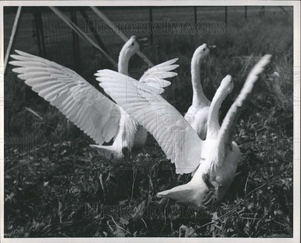 1965 Press Photo Geese - Historic Images