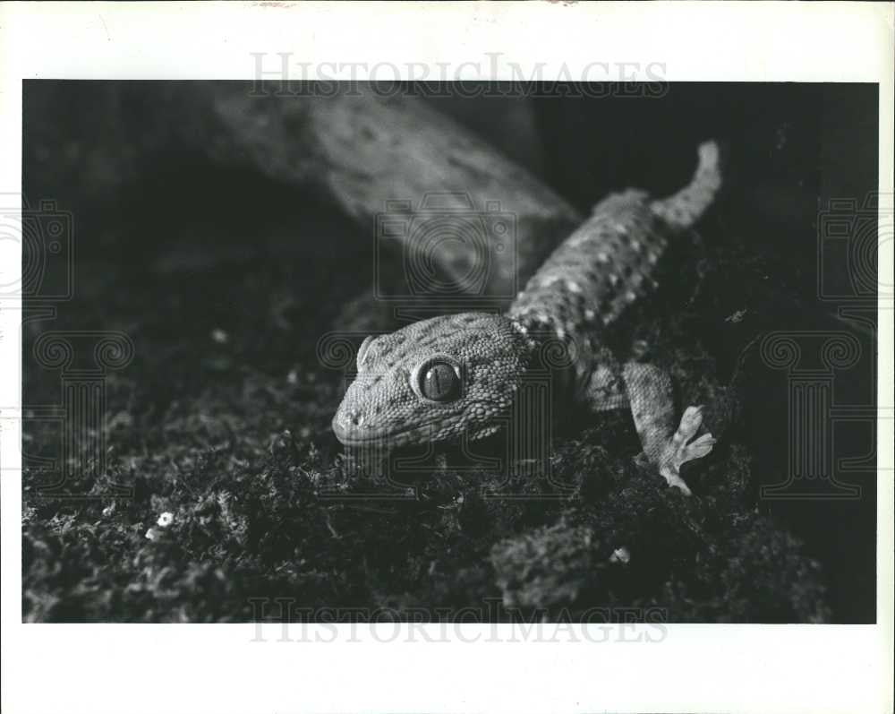 1992 Press Photo Gecko Lizard Gekkonidae - Historic Images