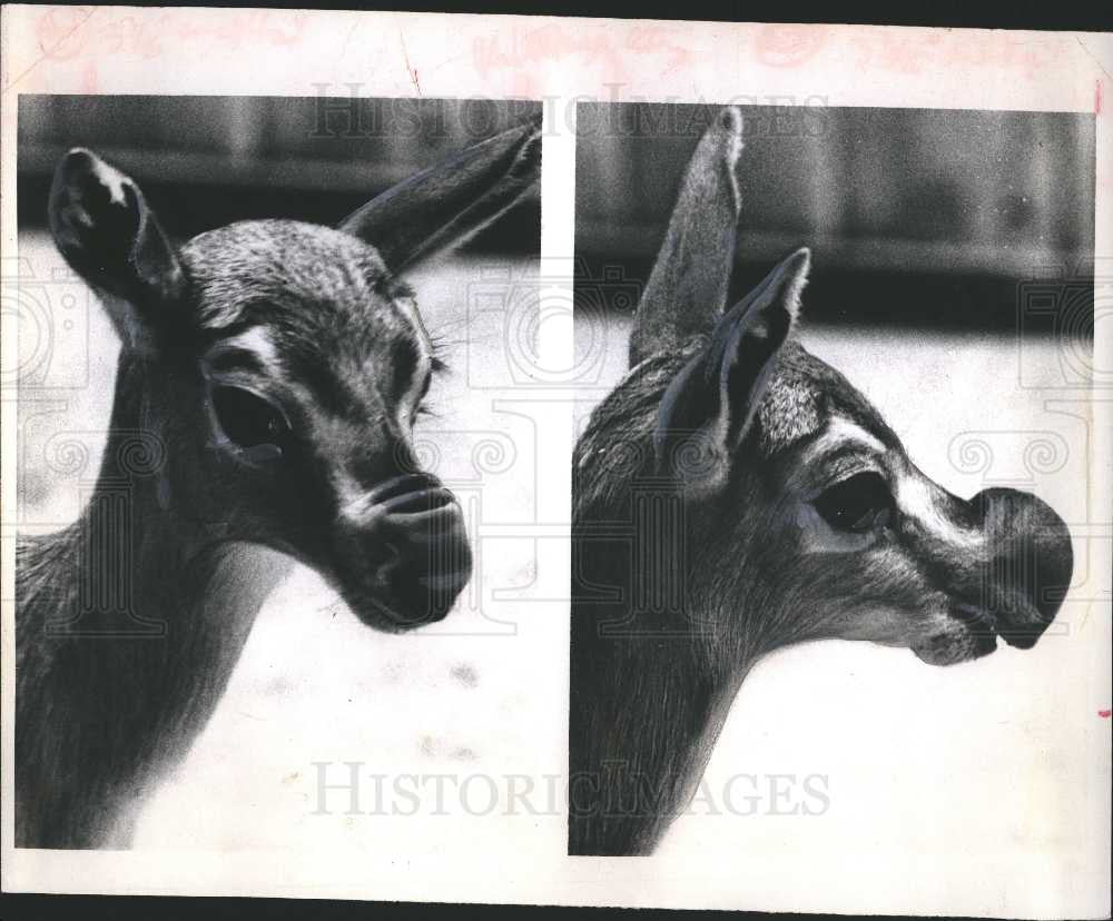 1967 Press Photo Speke&#39;s gazelle St. Louis Zoo inflate - Historic Images