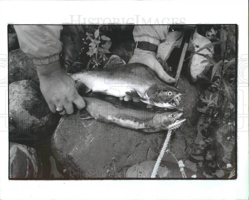 1992 Press Photo Fish salmon anglers foolhardy - Historic Images