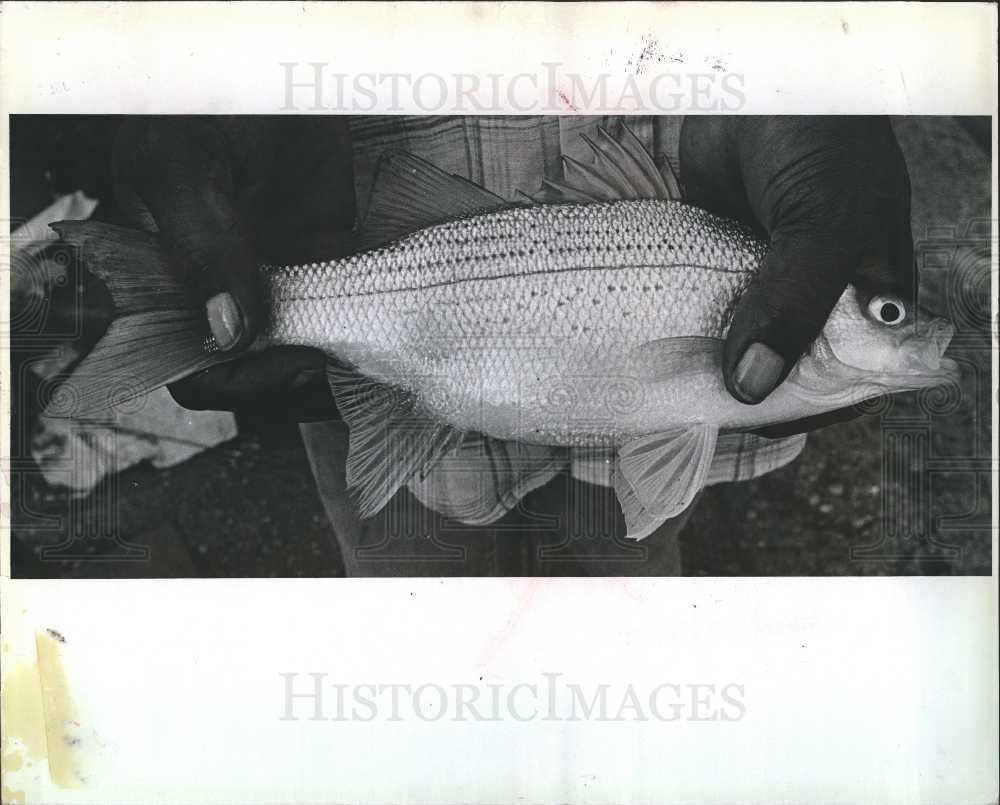 1980 Press Photo white-bass  fish family-moronidae - Historic Images