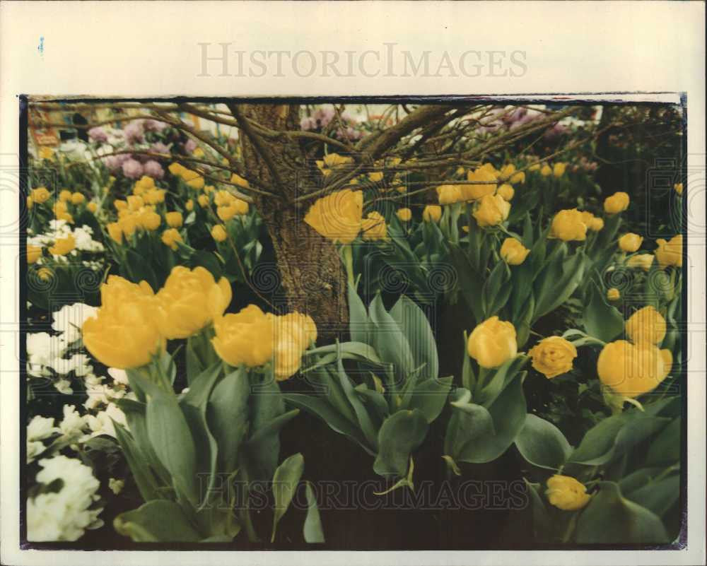 1993 Press Photo Garden Flowers Gardening Blooms Plants - Historic Images