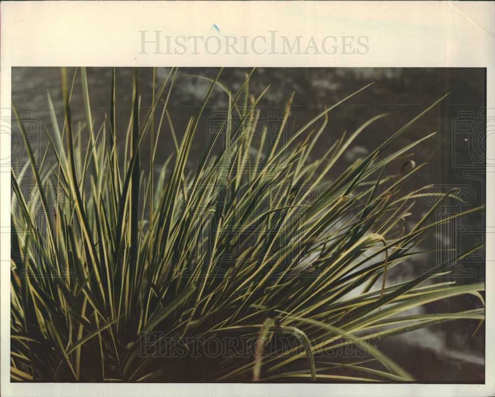 1998 Press Photo garden gardening ornamental grasses - Historic Images