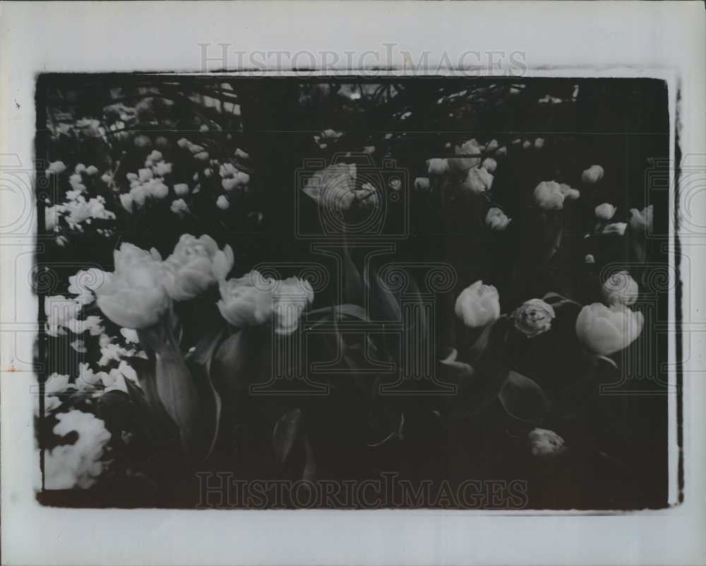 1993 Press Photo Garden Flowers Gardening Blooms Plants - Historic Images