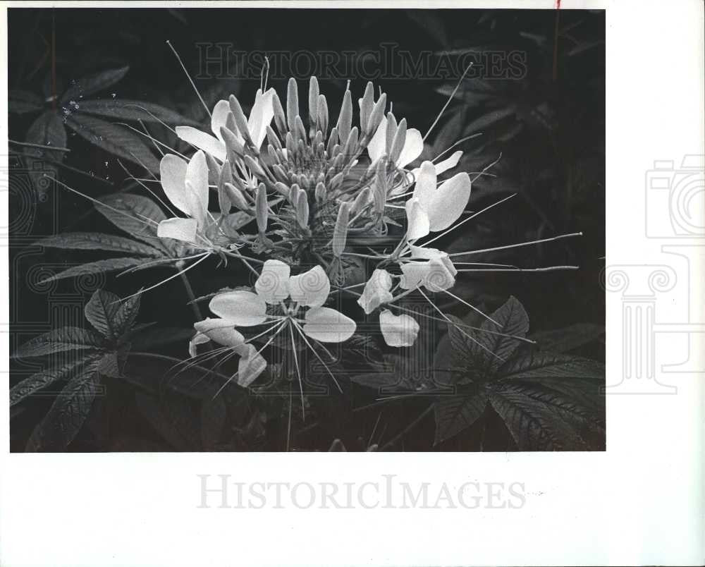 1981 Press Photo Whiteley garden, - Historic Images