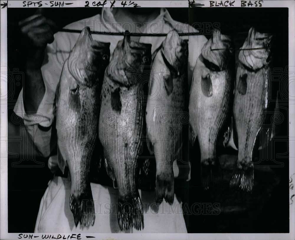 1955 Press Photo Fish Three beauties - Historic Images