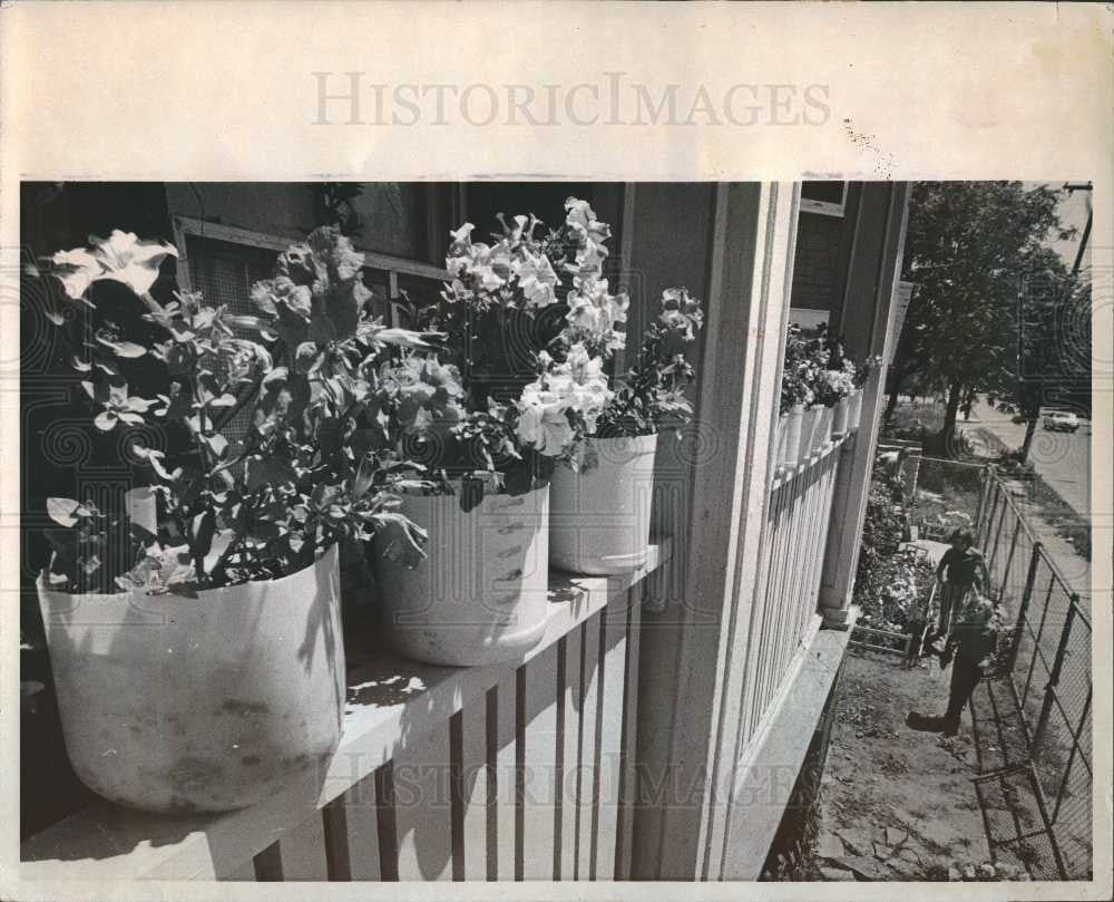 1974 Press Photo Garden Gardering  pot peppers petunias - Historic Images