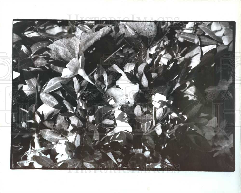 1992 Press Photo Gardening - Historic Images