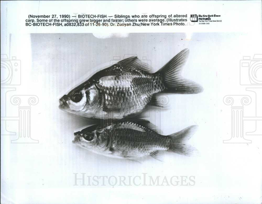 1990 Press Photo Fish Carp Altered Offspring Biotech - Historic Images