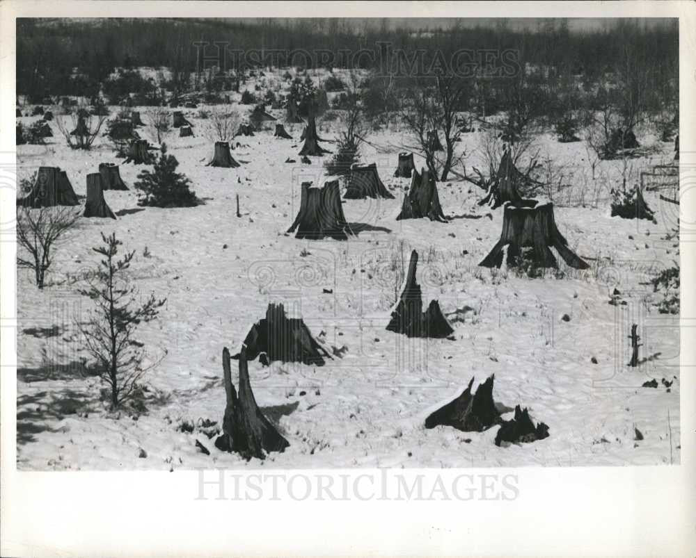 Press Photo Forest Fire Field Tree Stump DeWard - Historic Images