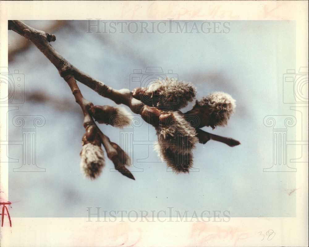 1992 Press Photo Tree Buds Open - Historic Images
