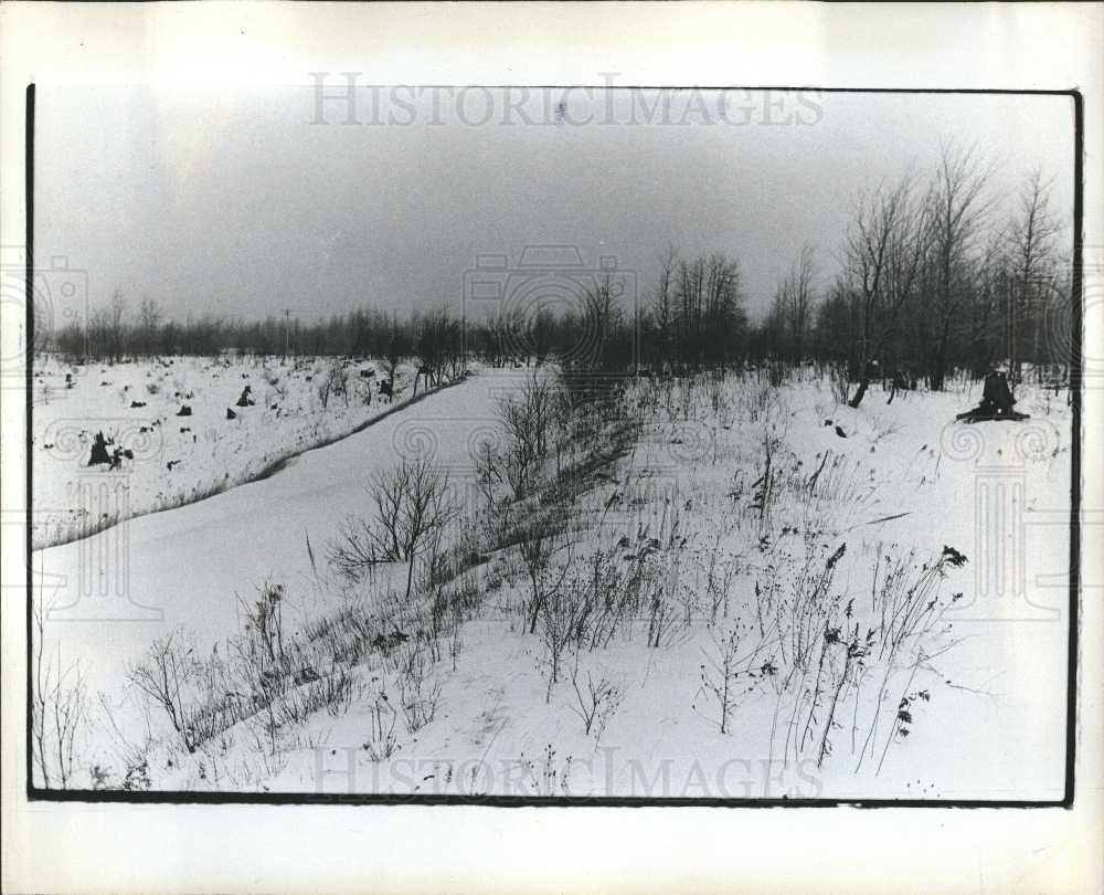 1975 Press Photo Forest covered with snow Winter - Historic Images