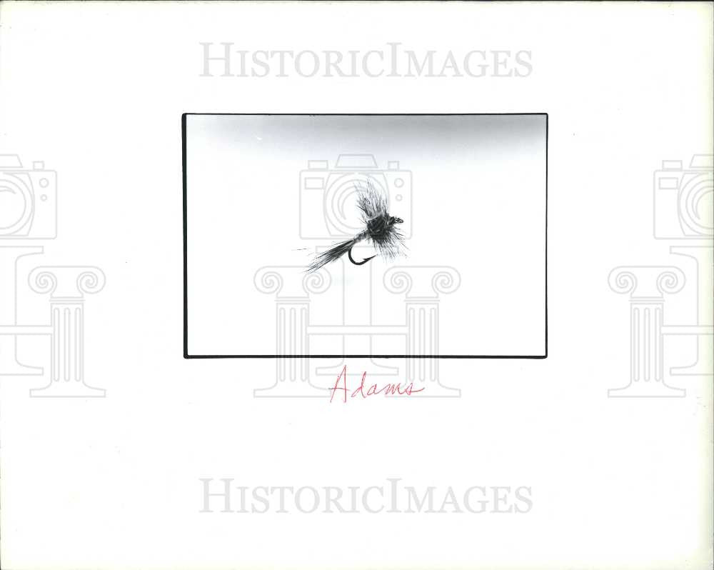 1990 Press Photo Adams, Flies - Historic Images