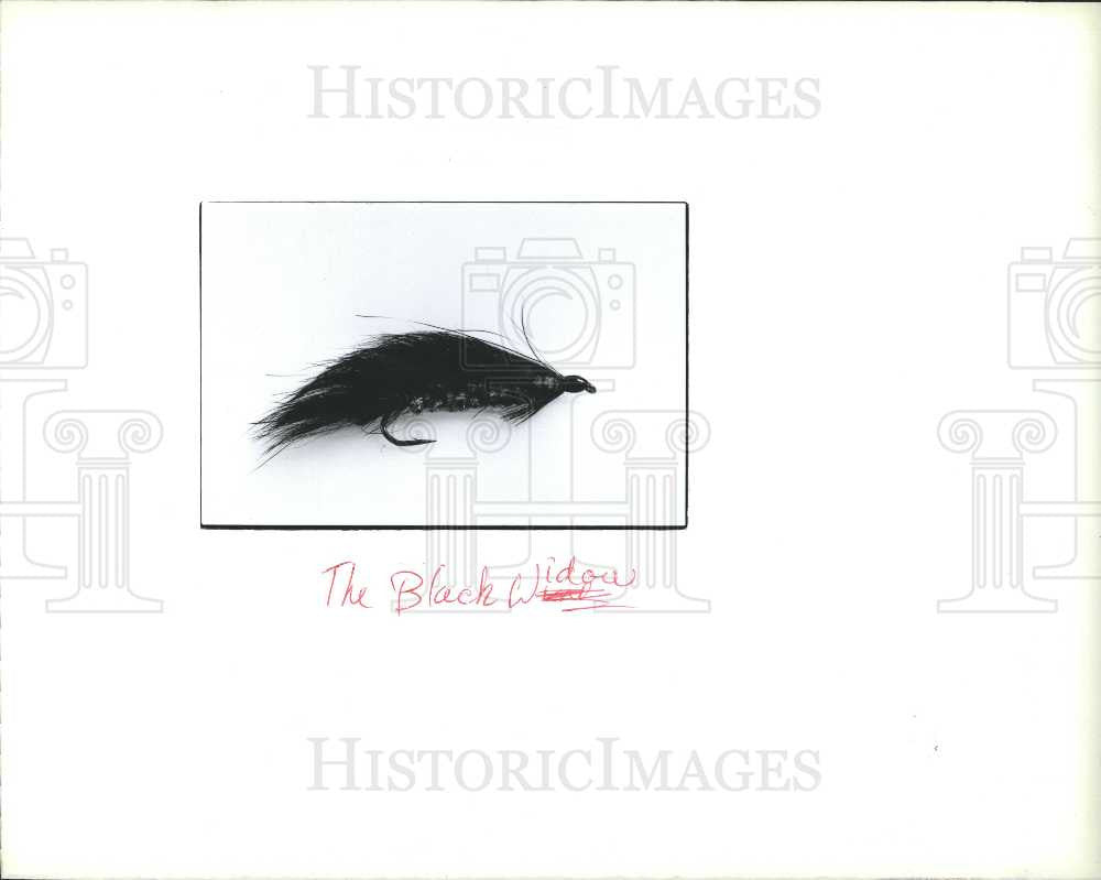 Press Photo black widow fishing - Historic Images