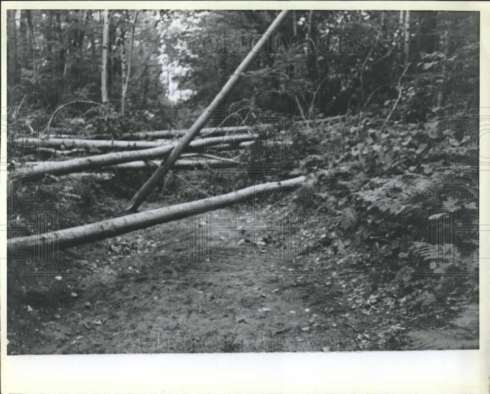 Press Photo woods trees timber lumber - Historic Images