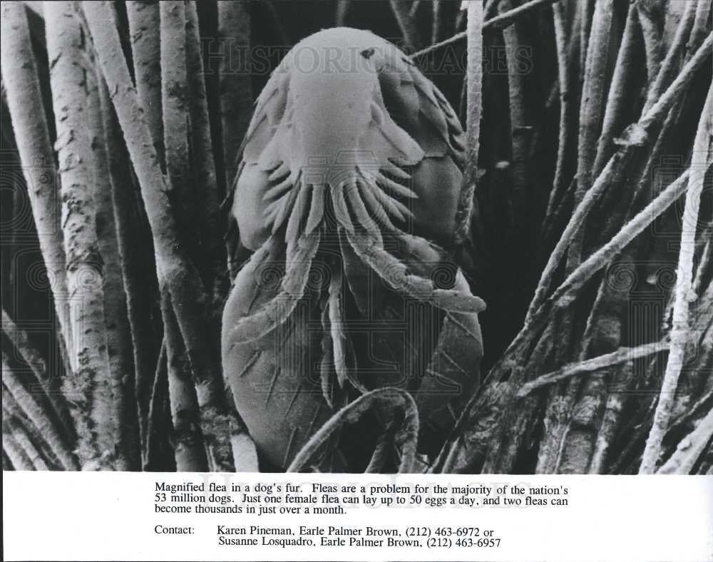 1995 Press Photo flea dog fur female 50 eggs day - Historic Images