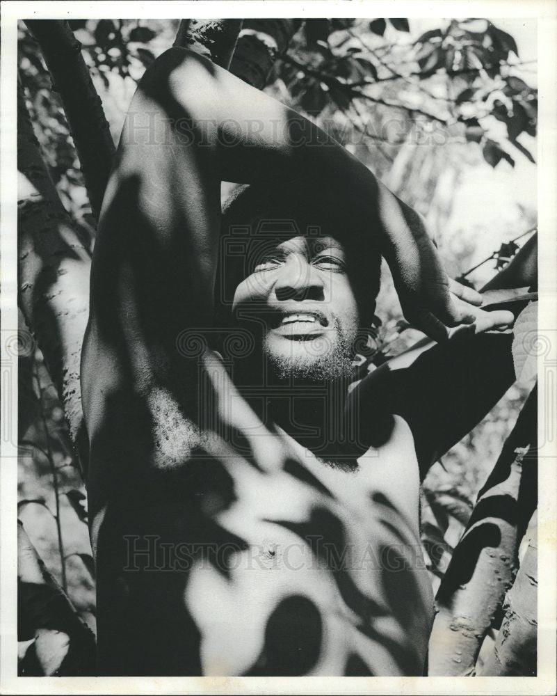 Press Photo Man in tree - Historic Images