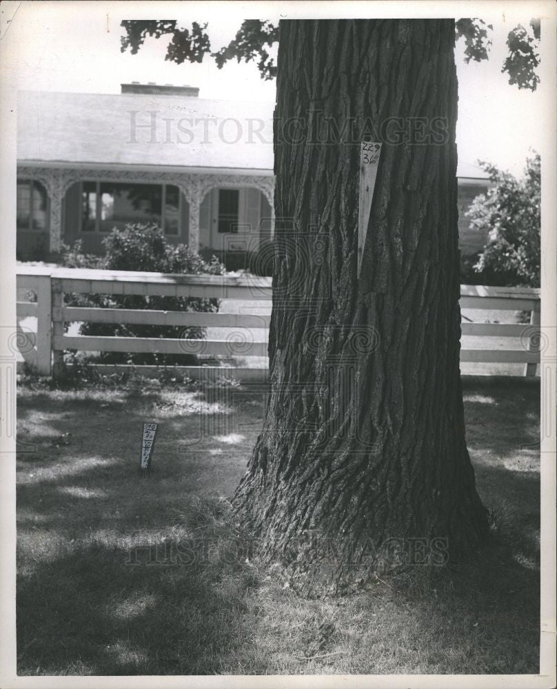 1962 Press Photo Tree John J Smuckins - Historic Images