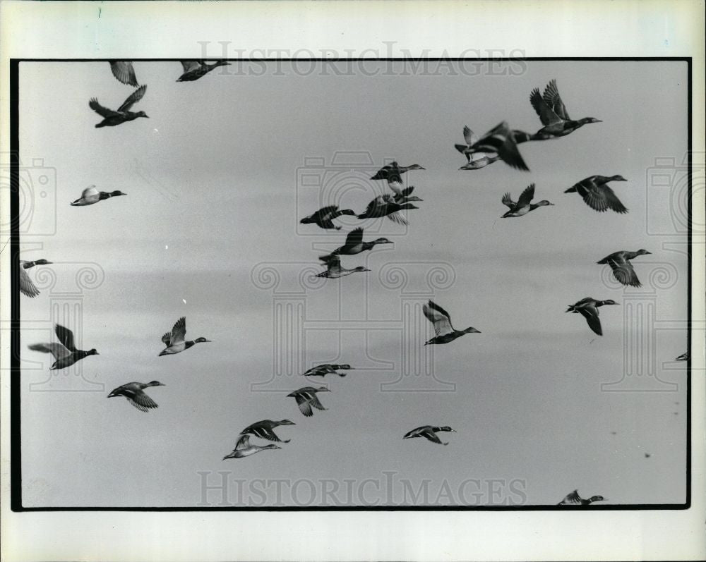 1992 Press Photo Duck Anatidae birds. - Historic Images